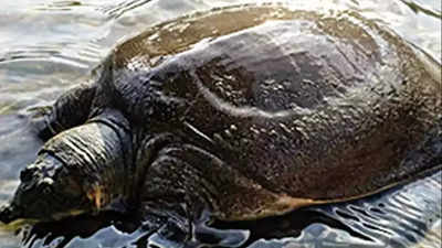 Higher protection likely for two species of turtles under global convention