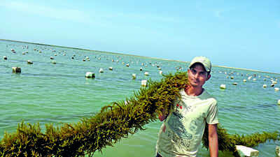 Seaweed can be answer to many problems: Experts