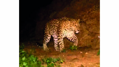 Elusive leopard sighted in IIT, NSI forested areas
