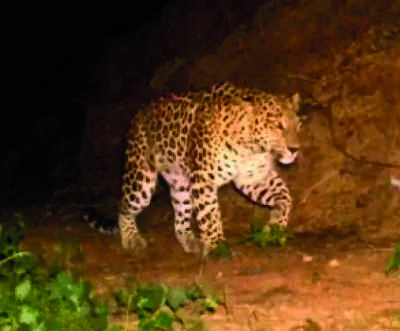 Elusive leopard sighted in IIT, NSI forested areas