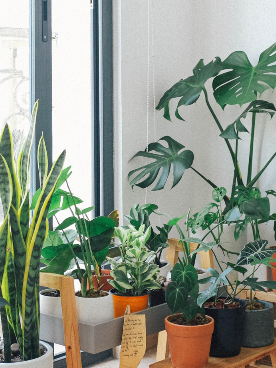 The best indoor plants to keep in your home! Times of India