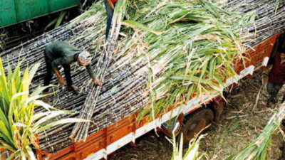 Sugarcane Cultivation in Bangladesh: Boost Your Harvest with These Power Tips