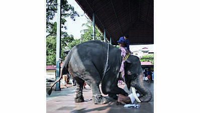 Jumbo attack: Narrow escape for mahout; video goes viral