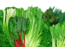 Winter saag that are weight loss friendly