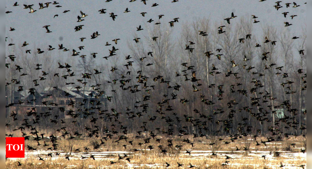 Russia-Ukraine conflict to blame for fewer migratory birds in Haridwar this winter: Expert – Times of India