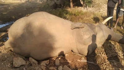 Yet another elephant found dead in Chhattisgarh’s Surajpur district