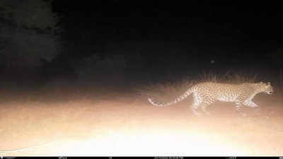 Madhya Pradesh: Two more cheetahs released to larger enclosures