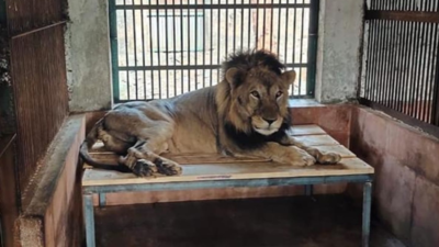 Mumbai: Sanjay Gandhi National Park’s oldest lion Jespa dies of health complications