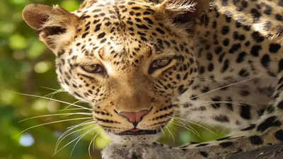 Leopard on the prowl at Army residential areas in Meerut for last 6 months