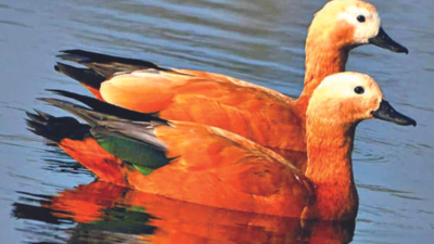 Uttarakhand: Migratory birds arrive in wetlands of Terai, forest department sounds alert