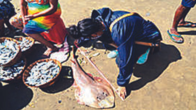 Goa: Off Caranzalem coast, WWF finds world’s largest widenose guitarfish