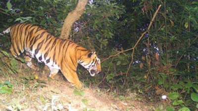 Vagheri: As Vagheri echos with roars of a tiger, greens raise alarm of man- animal conflict