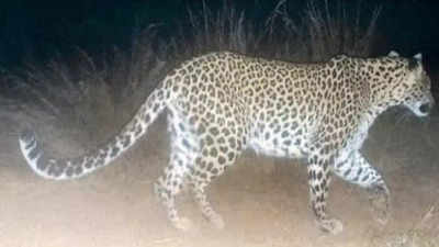 Madhya Pradesh: Two more cheetahs released in hunting enclosure at Kuno