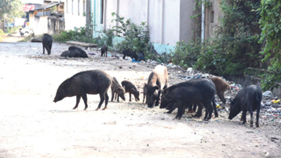 Karnataka: Sammelana deadline set by Haveri City Municipal Council to clear pigs