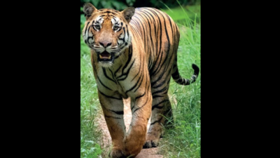 Maharashtra looking at land near forest for compensatory afforestation