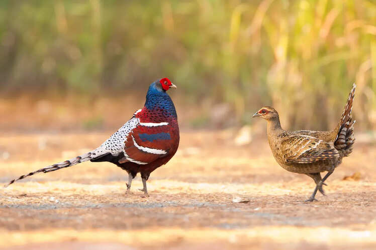 Phawngpui National Park, Mizoram
