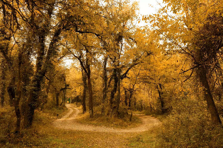 Dachigam National Park, Kashmir