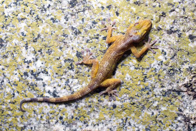 Sri Venkateswara National Park, Andhra Pradesh