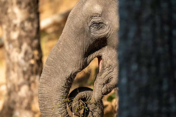 Rajaji National Park, Uttarakhand