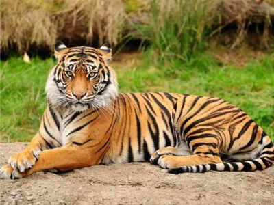 Viral: Tiger charges at a group on a jungle safari; forest officer shares video with a hard hitting note