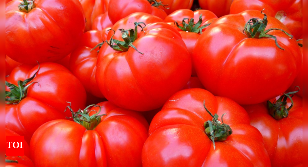 Mumbai Tomato price drops to Rs 1020 per kg as winter cools vegetable