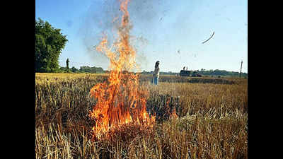 As season ends, Punjab farm fires lowest in 1 1 years