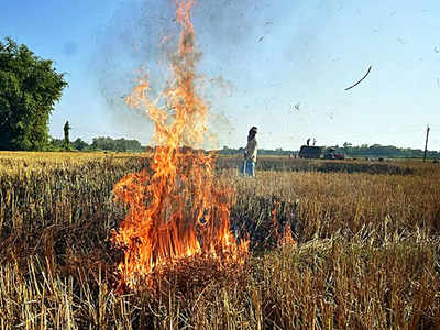 As season ends, Punjab farm fires lowest in 1 1 years