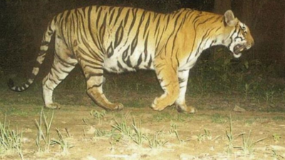 Uttarakhand: SC panel stops 'blacktopping' of wildlife corridor