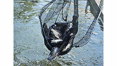 Fish stocking initiative begins in Aruvikkara