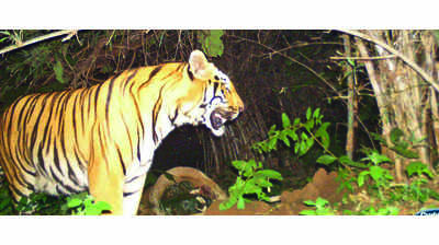 New tiger spotted in Indravati reserve