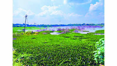 Trichy Corporation to develop Kottapattu waterbody at Rs 1 crore