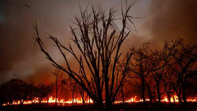 Govt launches national forest fire helpline