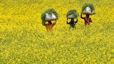 Farm outfits that opposed agri laws join protests against GM mustard as SC to hear matter on transgenic crops today