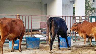 New Town Kolkata Development Authority to probe after locals’ ‘cowshed’ complaint