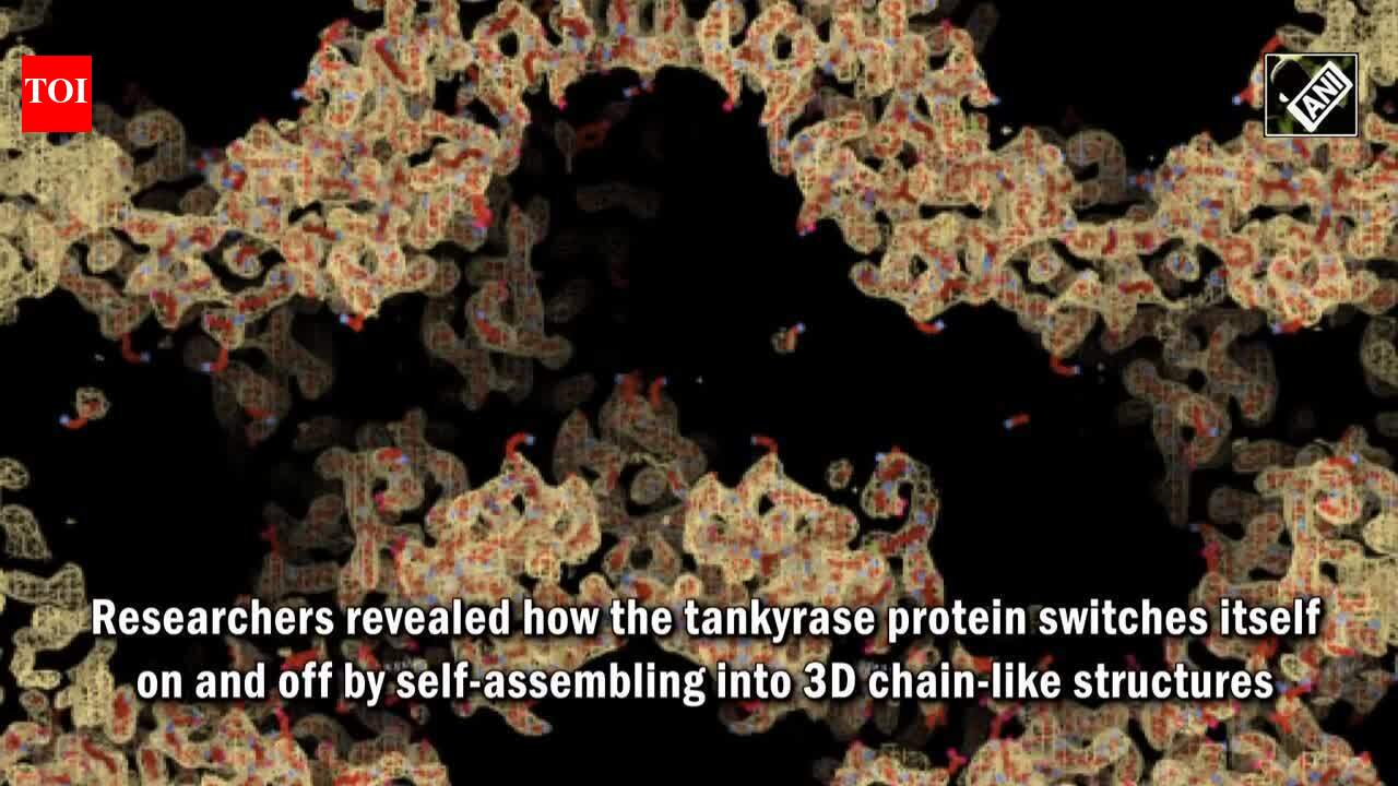 Study reveals key role of protein in helping drive bowel cancer