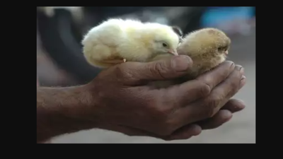 Cruelty towards chickens continues in hatcheries: PETA | Chennai News -  Times of India