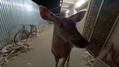 Death of sambar deer in TN: Forest dept personnel suspended