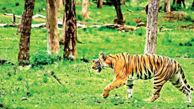 Karnataka drops 2 new safari rides in Nagarahole Tiger Reserve