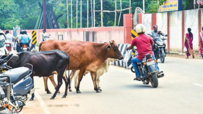 End stray animals' menace in Madurai, say councillors