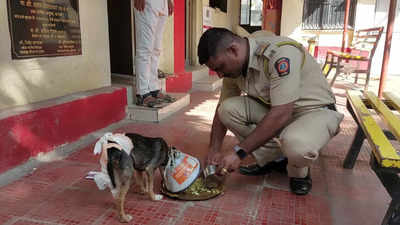 Cops save street dog injured in accident, spend more than Rs 25,000 on treatment