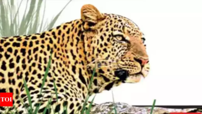 Madhya Pradesh: Leopard that killed a kid caught in Sidhi
