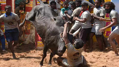 Ultimate question perhaps is whether 'jallikattu' can be allowed in any form: SC