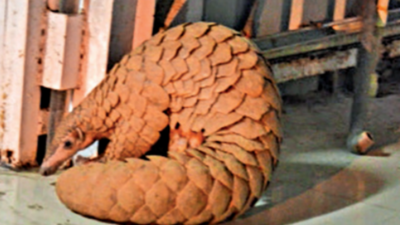 Karnataka: 5 cases of pangolin poaching in November alarm activists | Bengaluru News - Times of India Karnataka: 5 cases of pangolin poaching in November alarm activists | Bengaluru News - Times of India