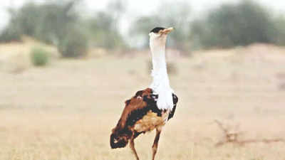 Can India have ‘Project Great Indian Bustard’ like one for tigers, SC asks Centre