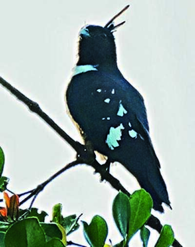 Birders rue low bird sighting due to ‘habitat deterioration’