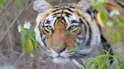 Karnataka: Two tigers spotted in Chamarajanagar village