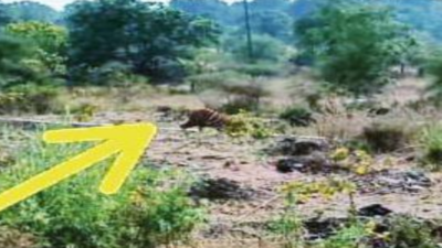 Maharashtra: Corridor identified only after tiger spotted crossing Umred highway
