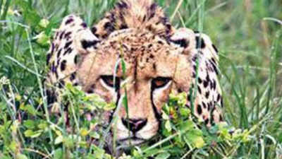 Kuno National Park: Cheetah Asha makes her first hunt