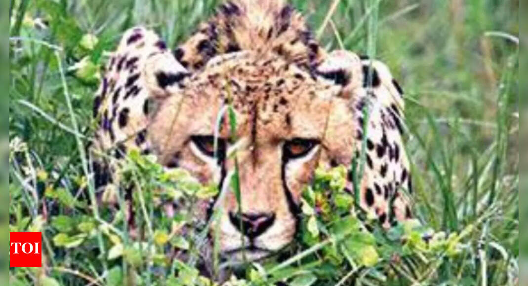 Kuno National Park Cheetah Asha makes her first hunt Bhopal News