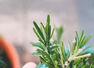 Tips to create a herb garden at home